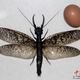 Image for article titled Terrifyingly Large Insect Found in China